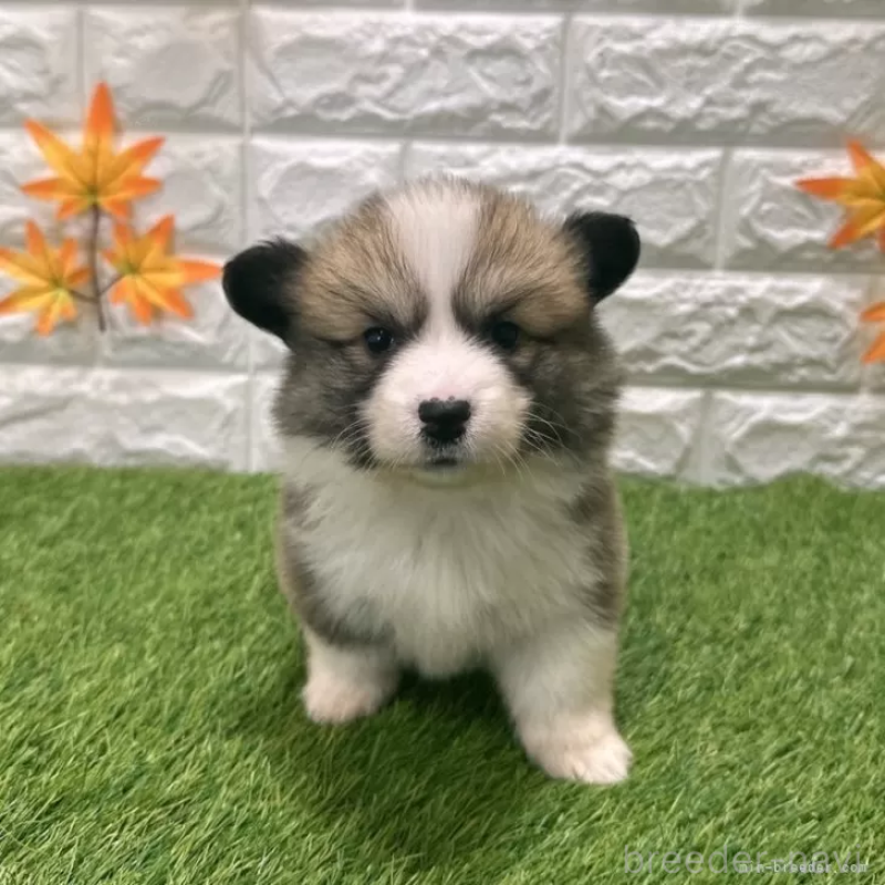 販売中の愛知県のウェルシュコーギーペンブローク-423497