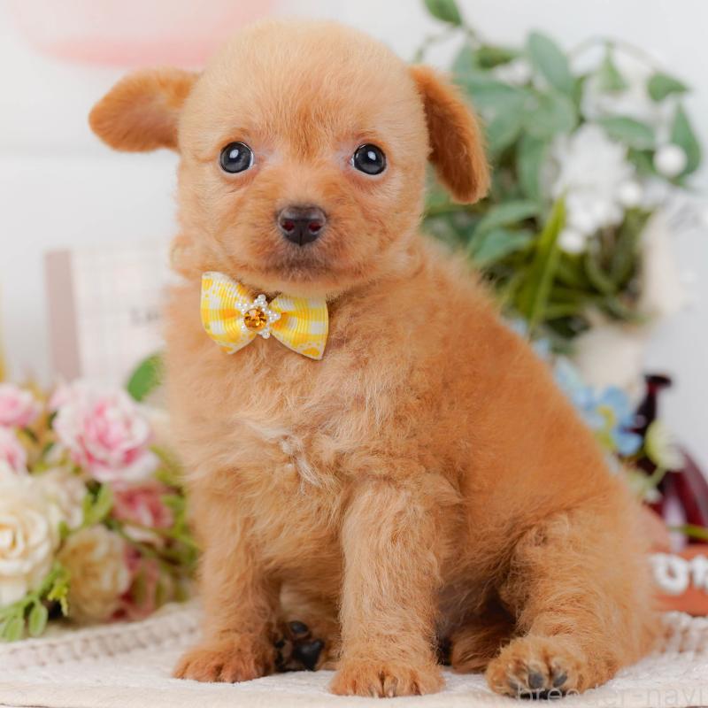 販売中の神奈川県のチワプー:チワワ×トイプードル-424518の1枚目