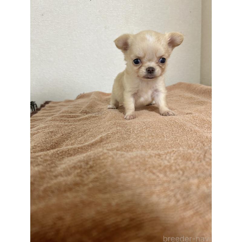 販売中の埼玉県のチワワ(ロングコート)-424519