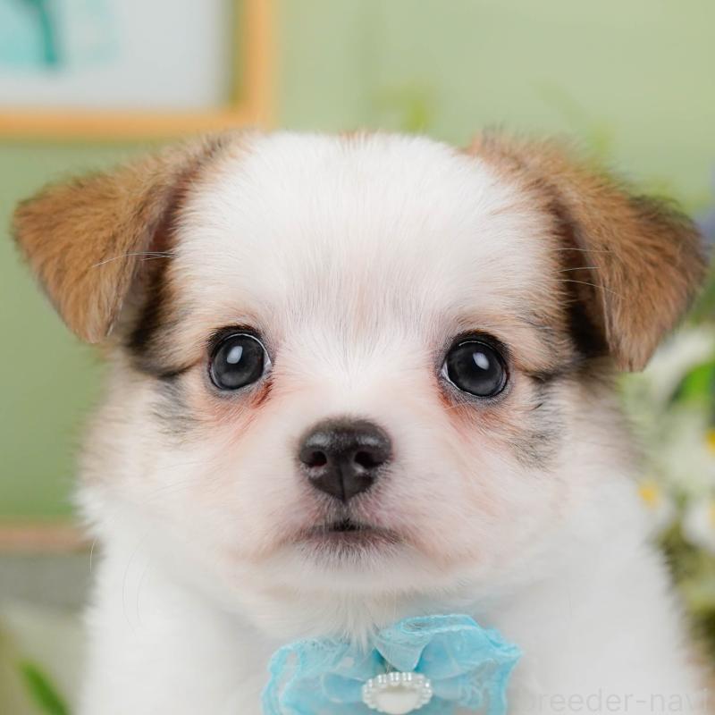 販売中ののチワマル:チワワ×マルチーズ-424521