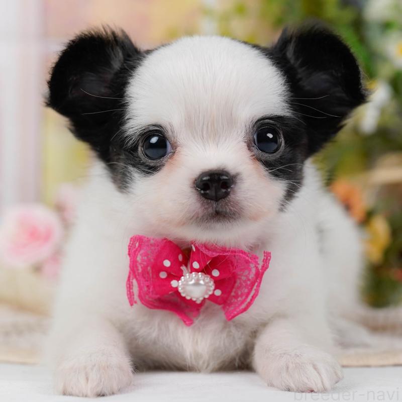 販売中の神奈川県のチワマル:チワワ×マルチーズ-424522