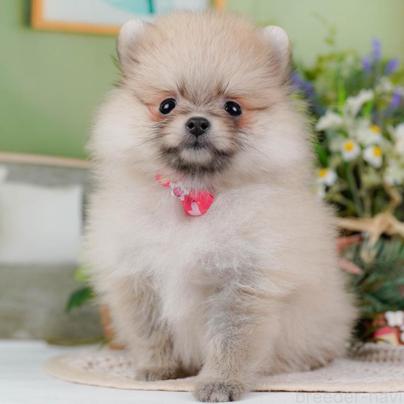 販売中の神奈川県のポメラニアン-424523