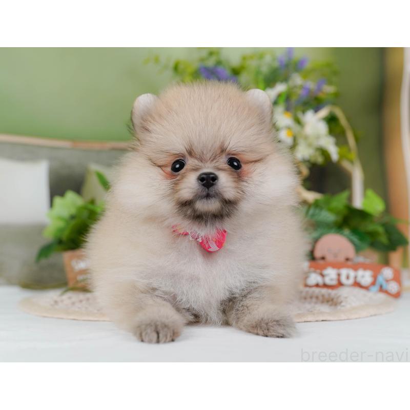 販売中の神奈川県のポメラニアン-424523の15枚目