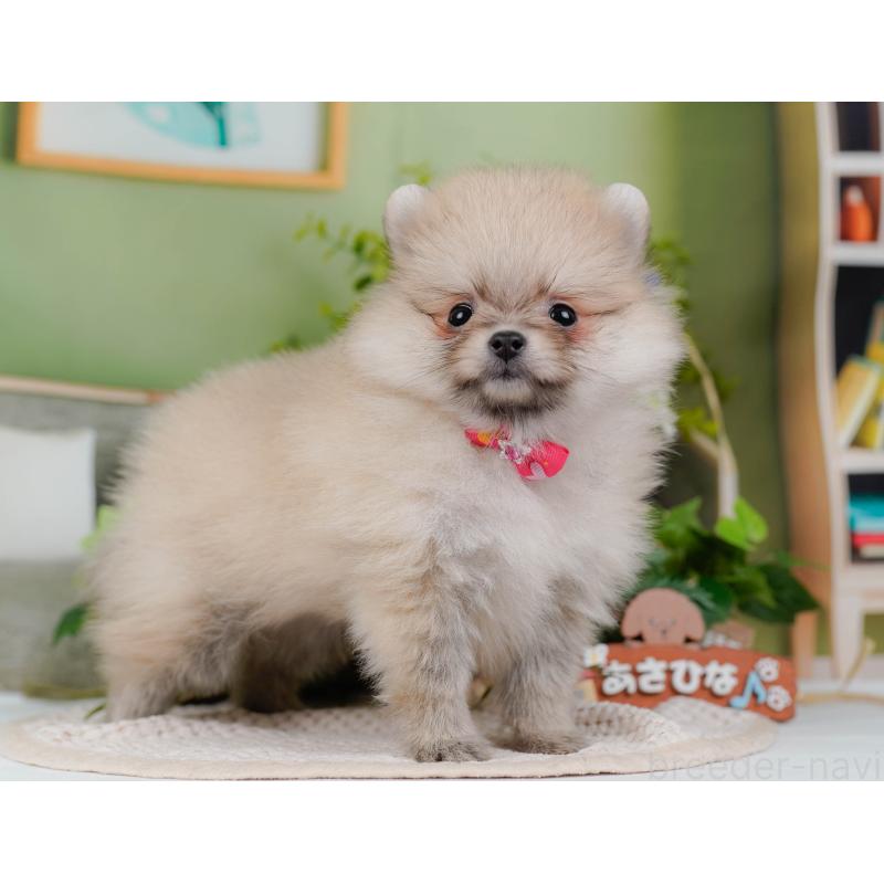 販売中の神奈川県のポメラニアン-424523の14枚目