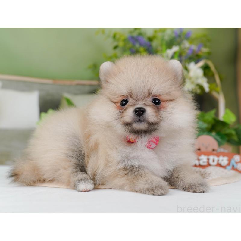 販売中の神奈川県のポメラニアン-424523の13枚目