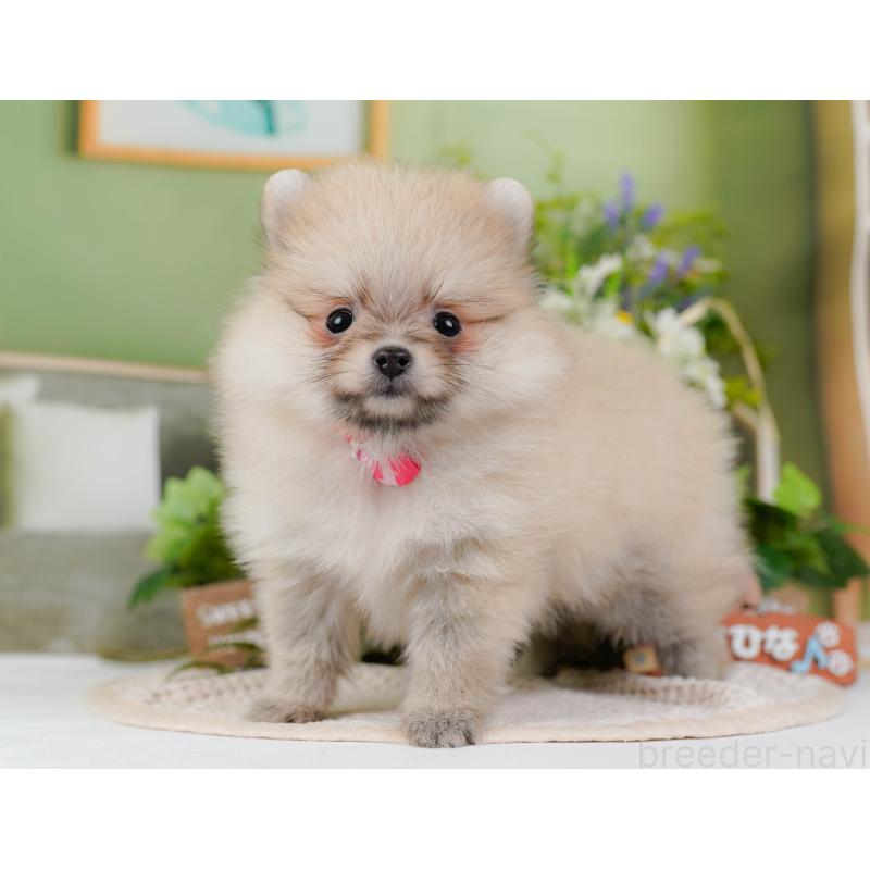 販売中の神奈川県のポメラニアン-424523の12枚目