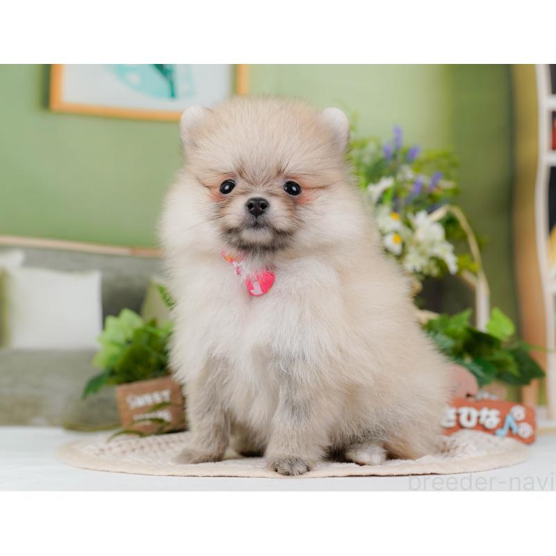 販売中の神奈川県のポメラニアン-424523の11枚目
