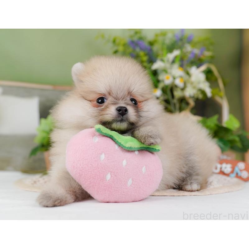 販売中の神奈川県のポメラニアン-424523の10枚目