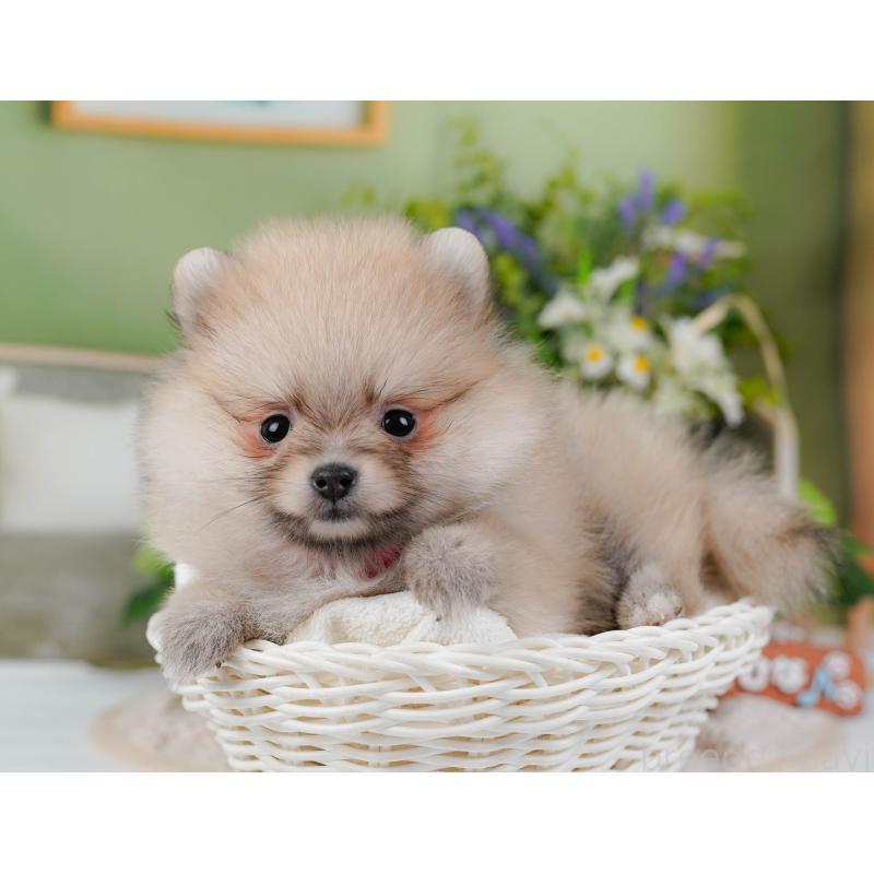 販売中の神奈川県のポメラニアン-424523の9枚目