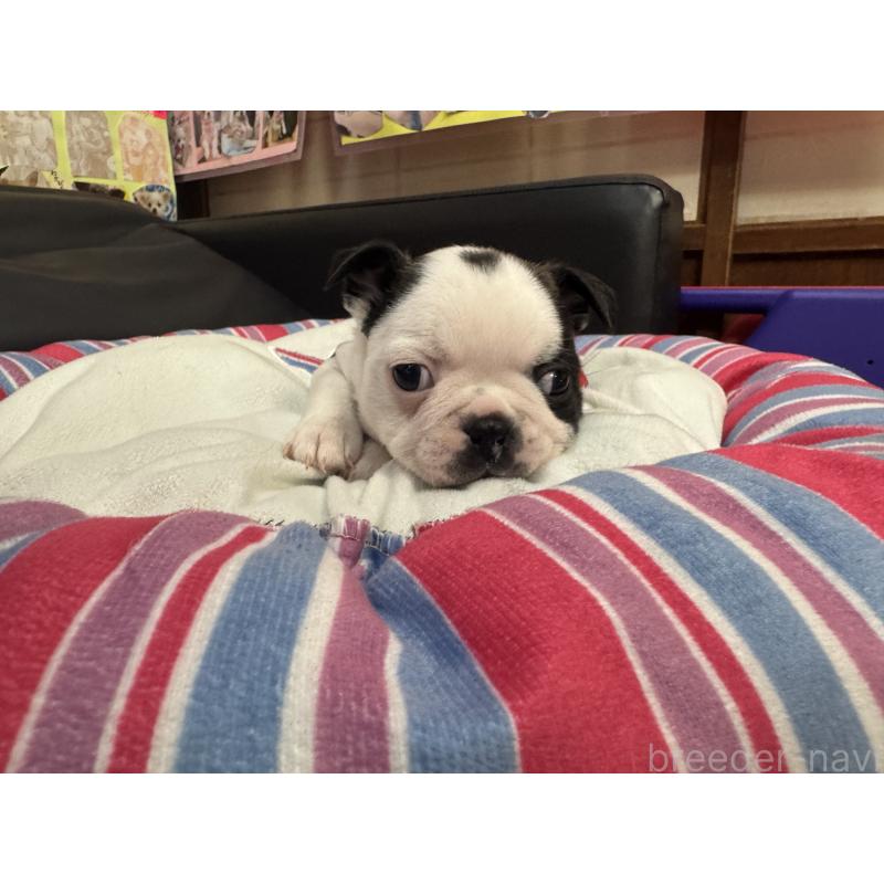 商談中の岐阜県のボストンテリア-417752の9枚目