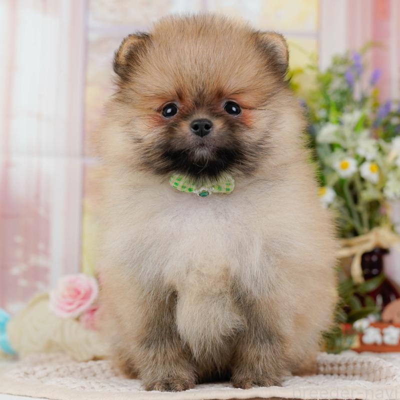 販売中の神奈川県のポメラニアン-424524の1枚目