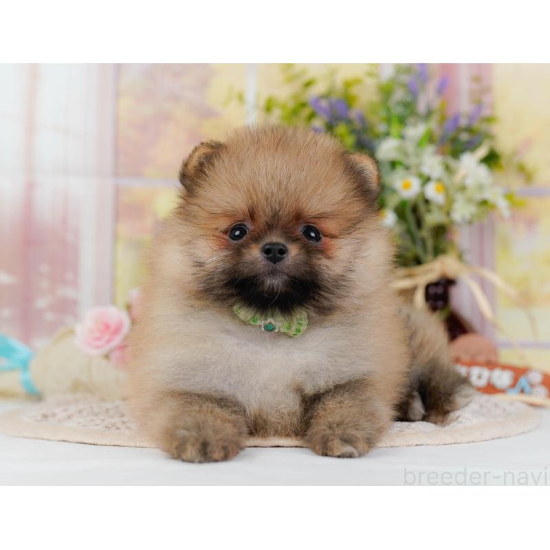 販売中の神奈川県のポメラニアン-424524の15枚目