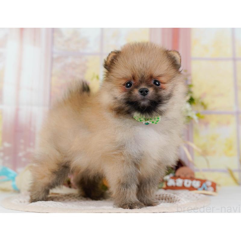 販売中の神奈川県のポメラニアン-424524の14枚目