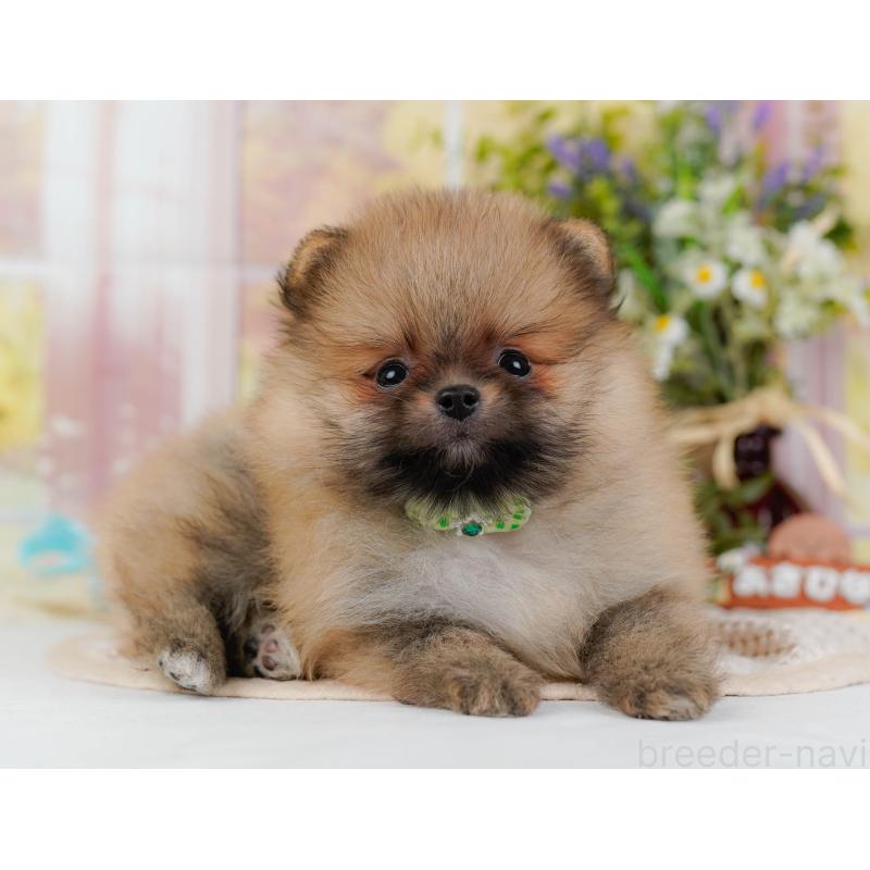 販売中の神奈川県のポメラニアン-424524の13枚目