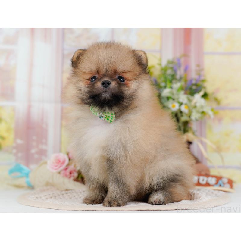 販売中の神奈川県のポメラニアン-424524の12枚目