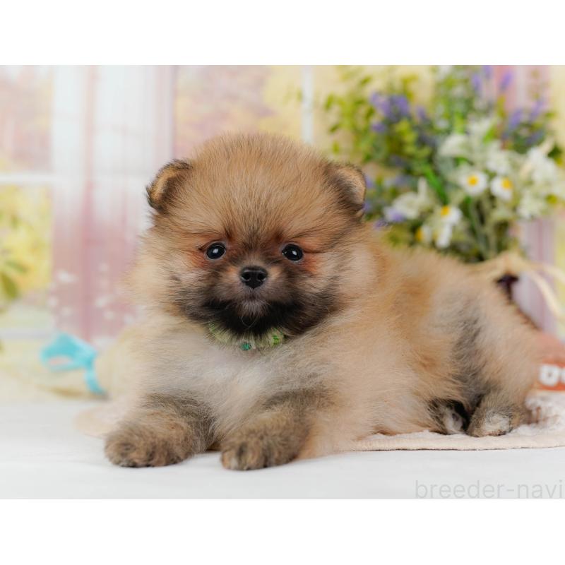 販売中の神奈川県のポメラニアン-424524の11枚目