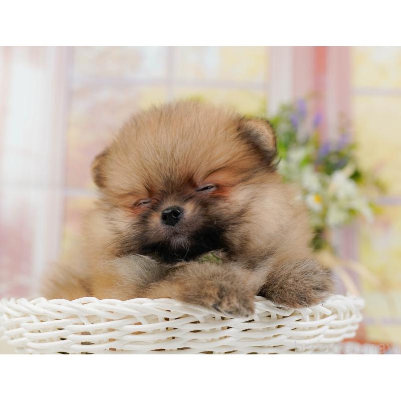 販売中の神奈川県のポメラニアン-424524の10枚目