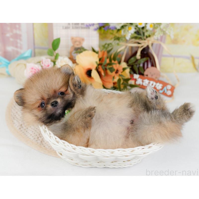 販売中の神奈川県のポメラニアン-424524の9枚目