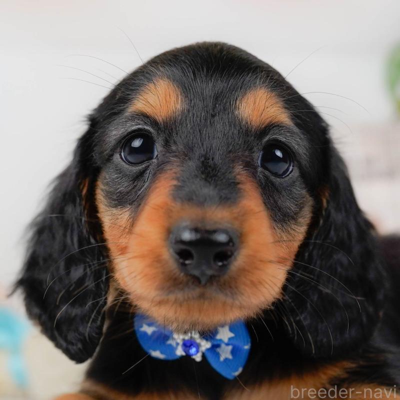 販売中の神奈川県のミニチュアダックスフンド(ロングヘアード)-424525