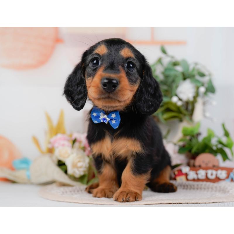 販売中の神奈川県のミニチュアダックスフンド(ロングヘアード)-424525の16枚目