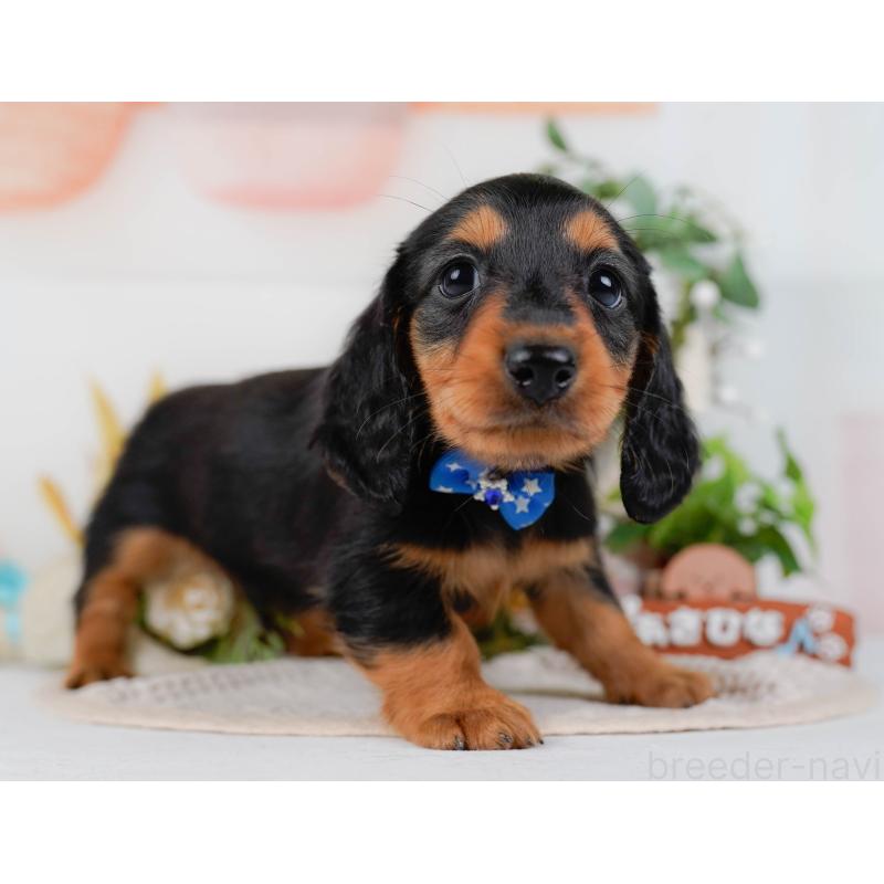 販売中の神奈川県のミニチュアダックスフンド(ロングヘアード)-424525の14枚目