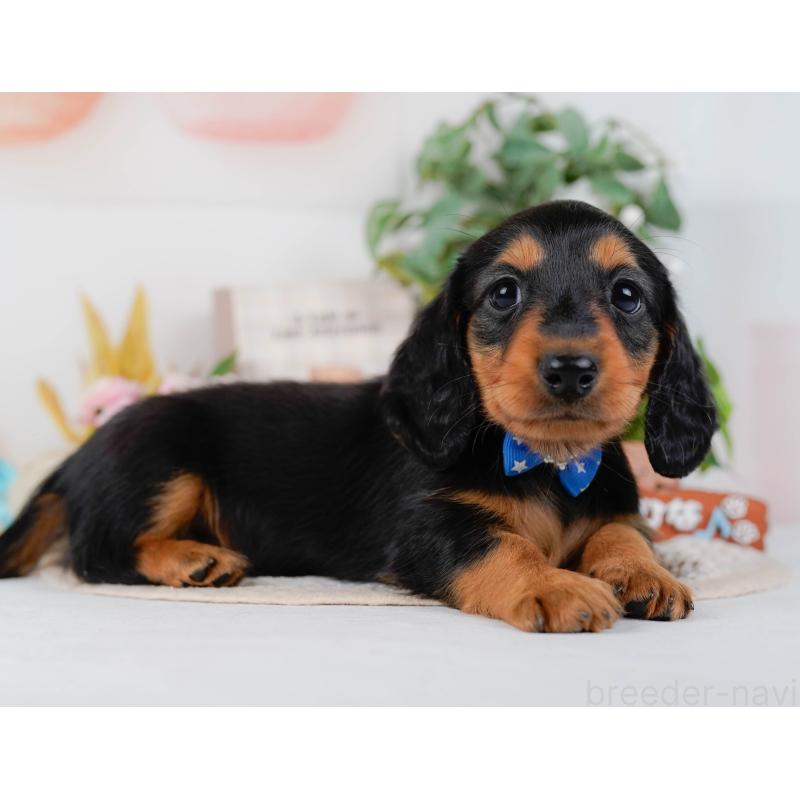 販売中の神奈川県のミニチュアダックスフンド(ロングヘアード)-424525の13枚目