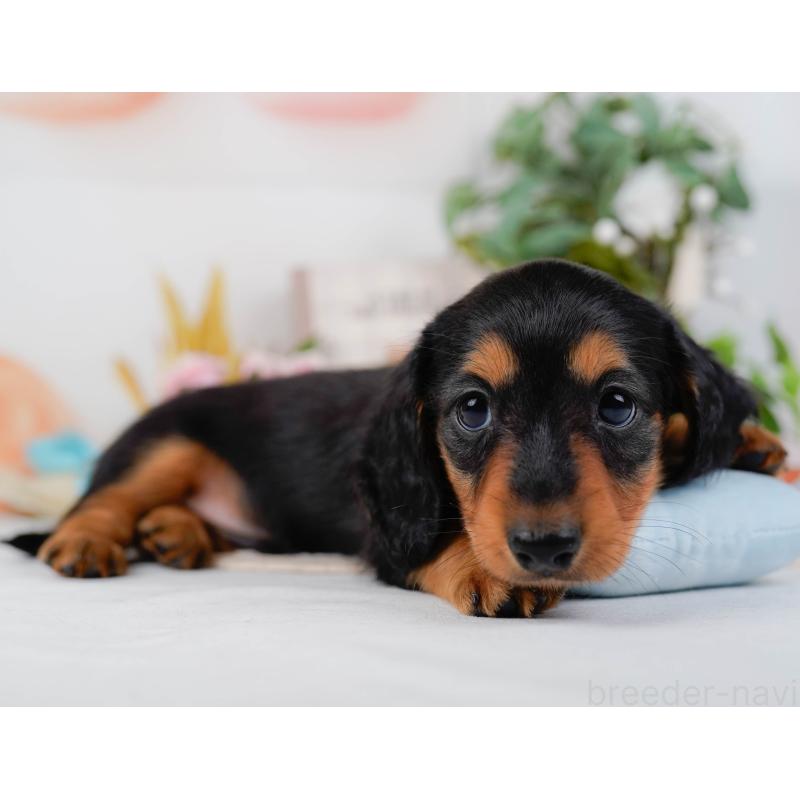 販売中の神奈川県のミニチュアダックスフンド(ロングヘアード)-424525の9枚目