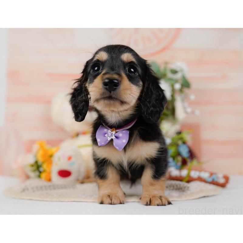 販売中の神奈川県のミニチュアダックスフンド(ロングヘアード)-424526の16枚目