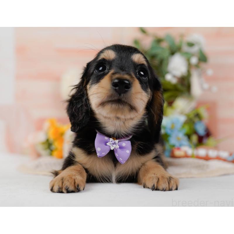 販売中の神奈川県のミニチュアダックスフンド(ロングヘアード)-424526の15枚目