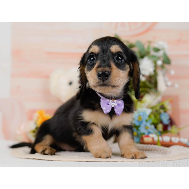 販売中の神奈川県のミニチュアダックスフンド(ロングヘアード)-424526の14枚目