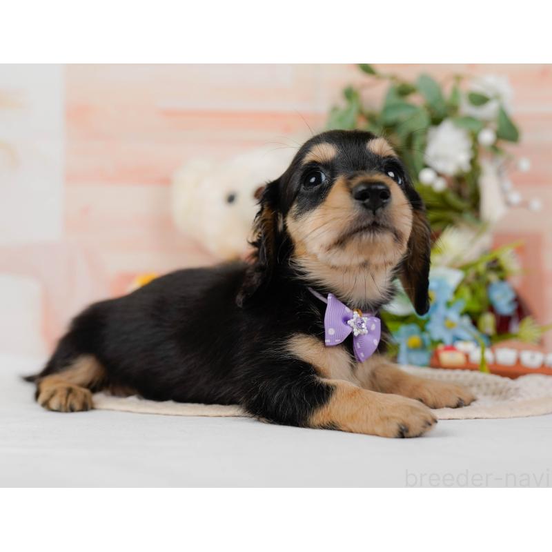 販売中の神奈川県のミニチュアダックスフンド(ロングヘアード)-424526の13枚目