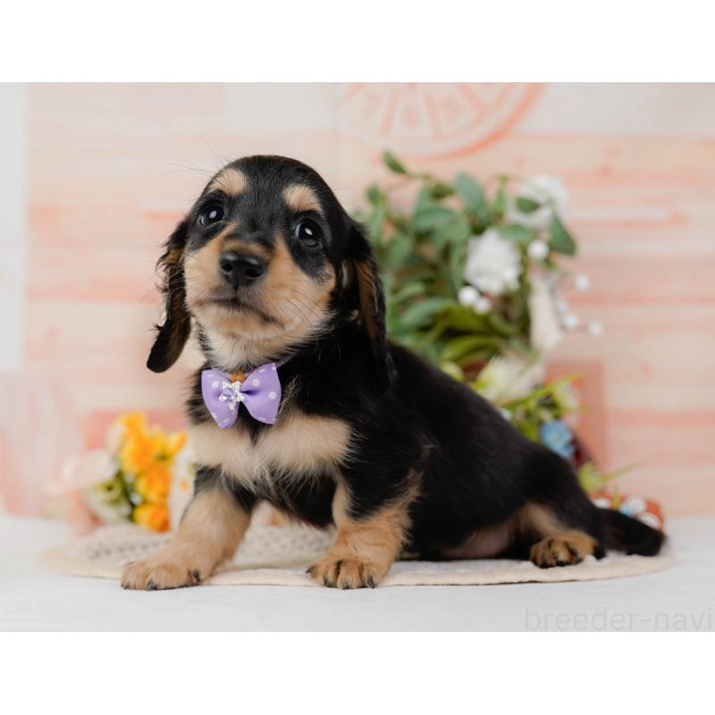 販売中の神奈川県のミニチュアダックスフンド(ロングヘアード)-424526の12枚目