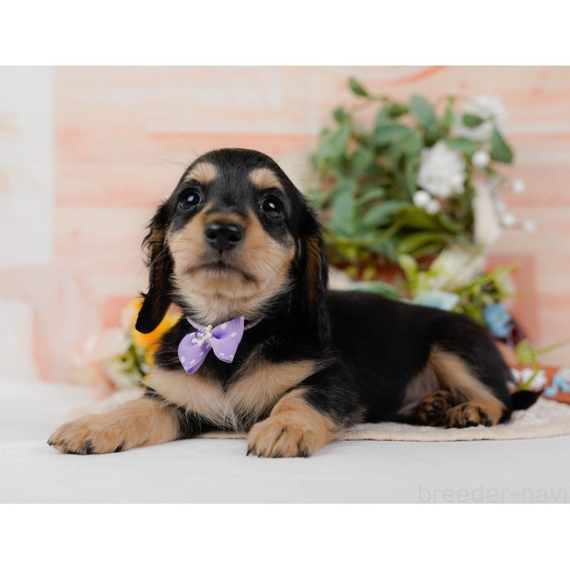 販売中の神奈川県のミニチュアダックスフンド(ロングヘアード)-424526の11枚目