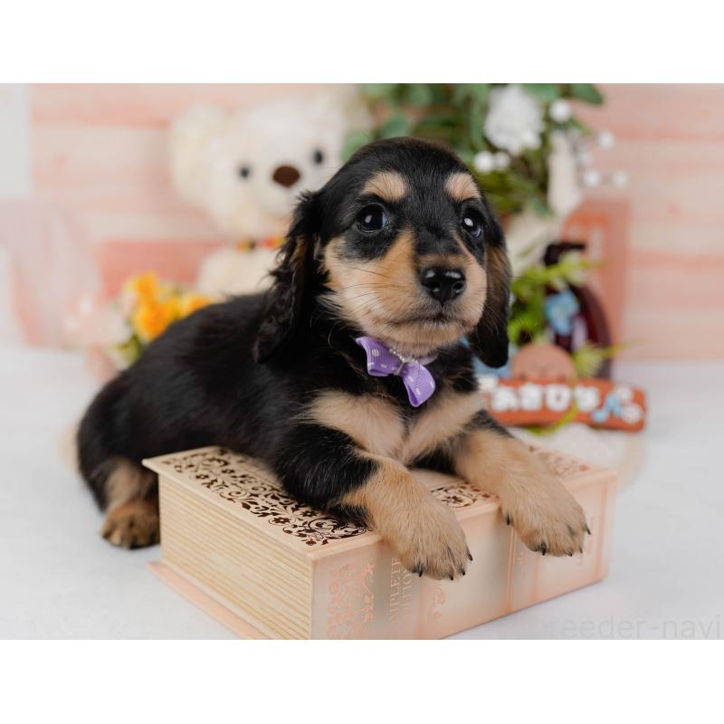 販売中の神奈川県のミニチュアダックスフンド(ロングヘアード)-424526の10枚目