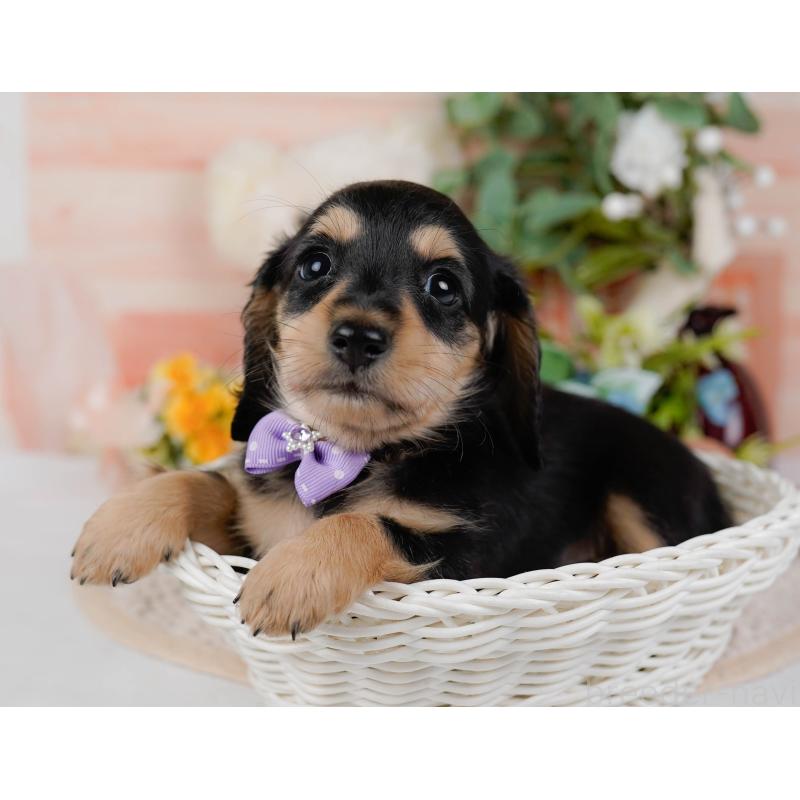 販売中の神奈川県のミニチュアダックスフンド(ロングヘアード)-424526の9枚目