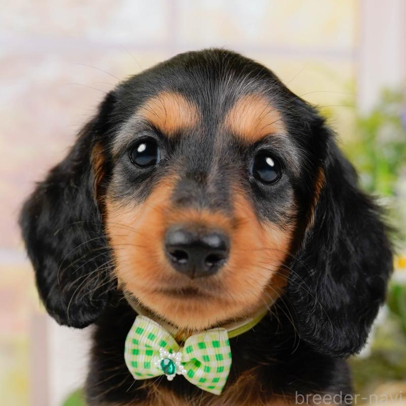 販売中の神奈川県のミニチュアダックスフンド(ロングヘアード)-424527