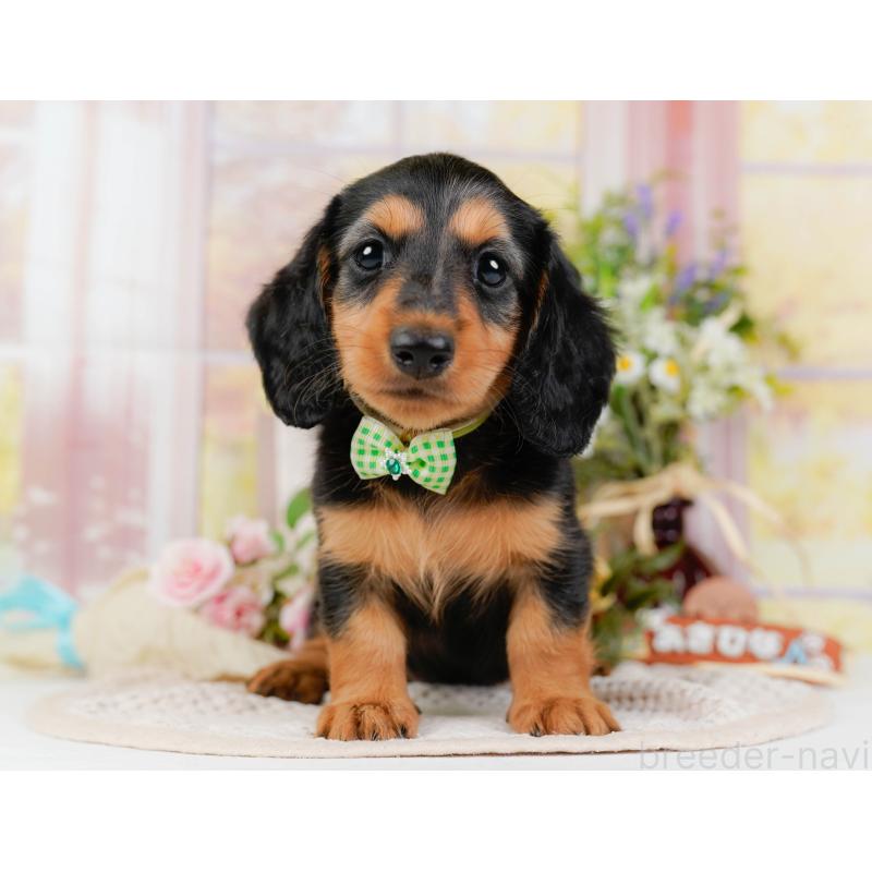 販売中の神奈川県のミニチュアダックスフンド(ロングヘアード)-424527の16枚目