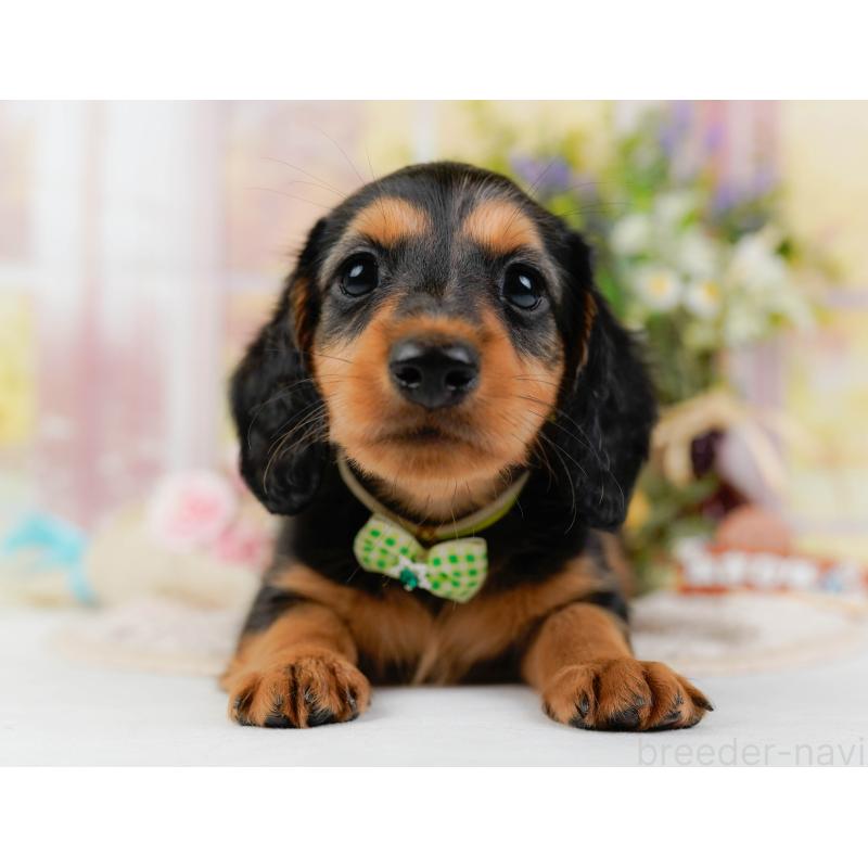 販売中の神奈川県のミニチュアダックスフンド(ロングヘアード)-424527の15枚目