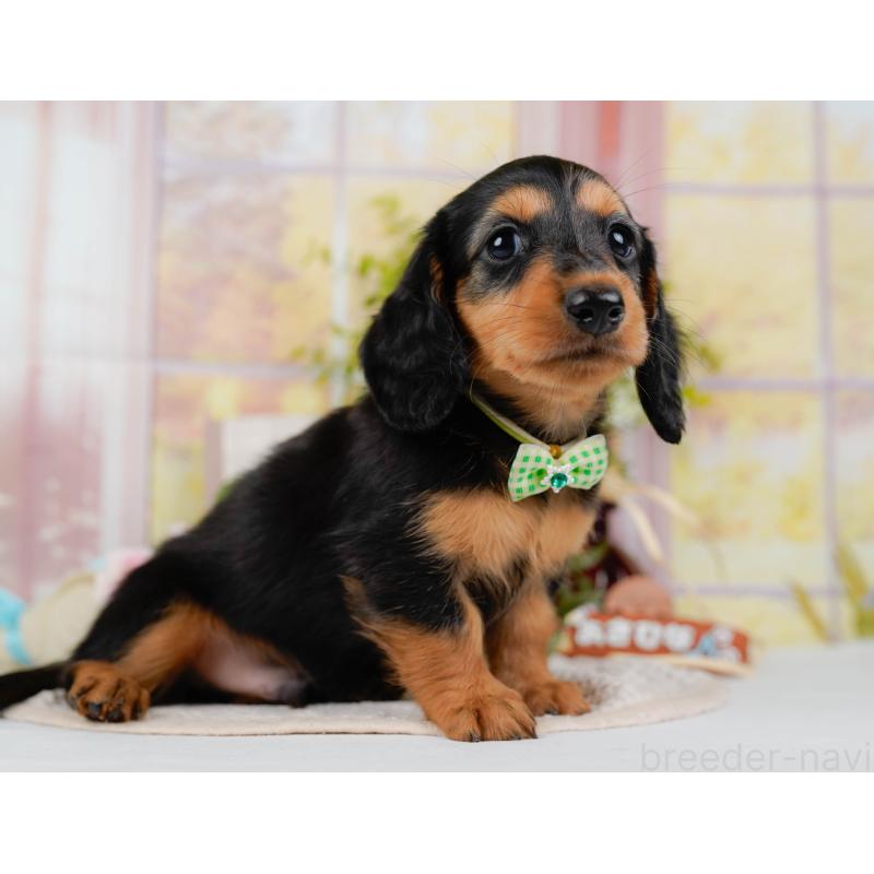 販売中の神奈川県のミニチュアダックスフンド(ロングヘアード)-424527の14枚目