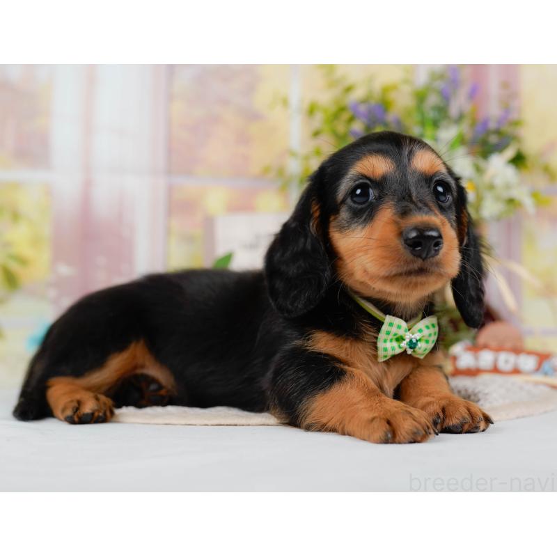 販売中の神奈川県のミニチュアダックスフンド(ロングヘアード)-424527の13枚目