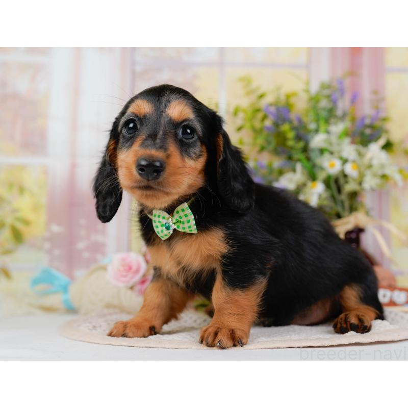 販売中の神奈川県のミニチュアダックスフンド(ロングヘアード)-424527の12枚目