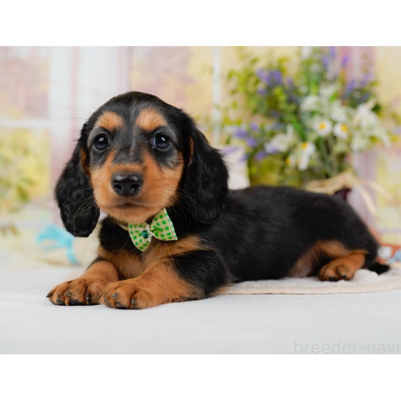 販売中の神奈川県のミニチュアダックスフンド(ロングヘアード)-424527の11枚目