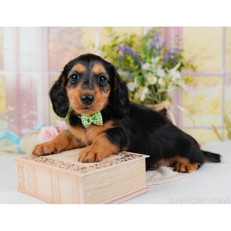 販売中の神奈川県のミニチュアダックスフンド(ロングヘアード)-424527の10枚目