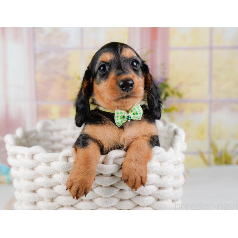 販売中の神奈川県のミニチュアダックスフンド(ロングヘアード)-424527の9枚目