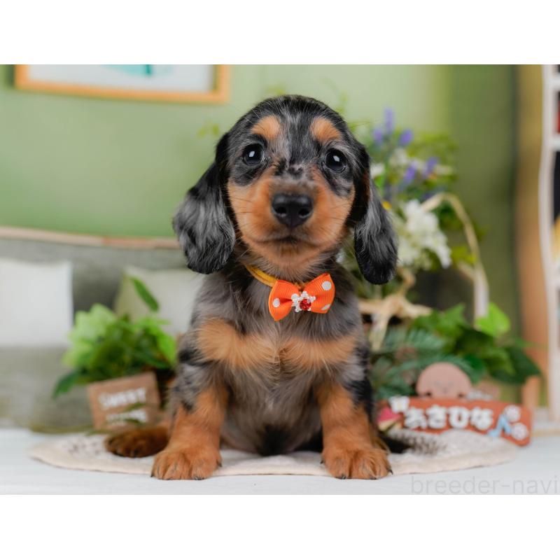 販売中の神奈川県のミニチュアダックスフンド(ロングヘアード)-424528の16枚目