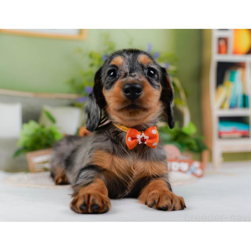 販売中の神奈川県のミニチュアダックスフンド(ロングヘアード)-424528の15枚目