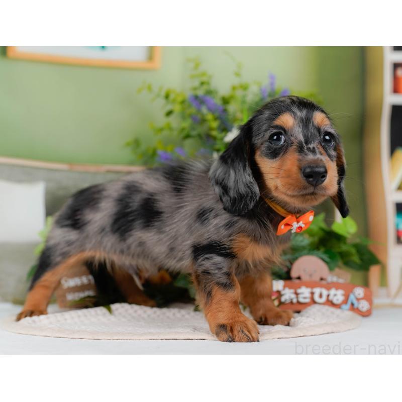 販売中の神奈川県のミニチュアダックスフンド(ロングヘアード)-424528の14枚目