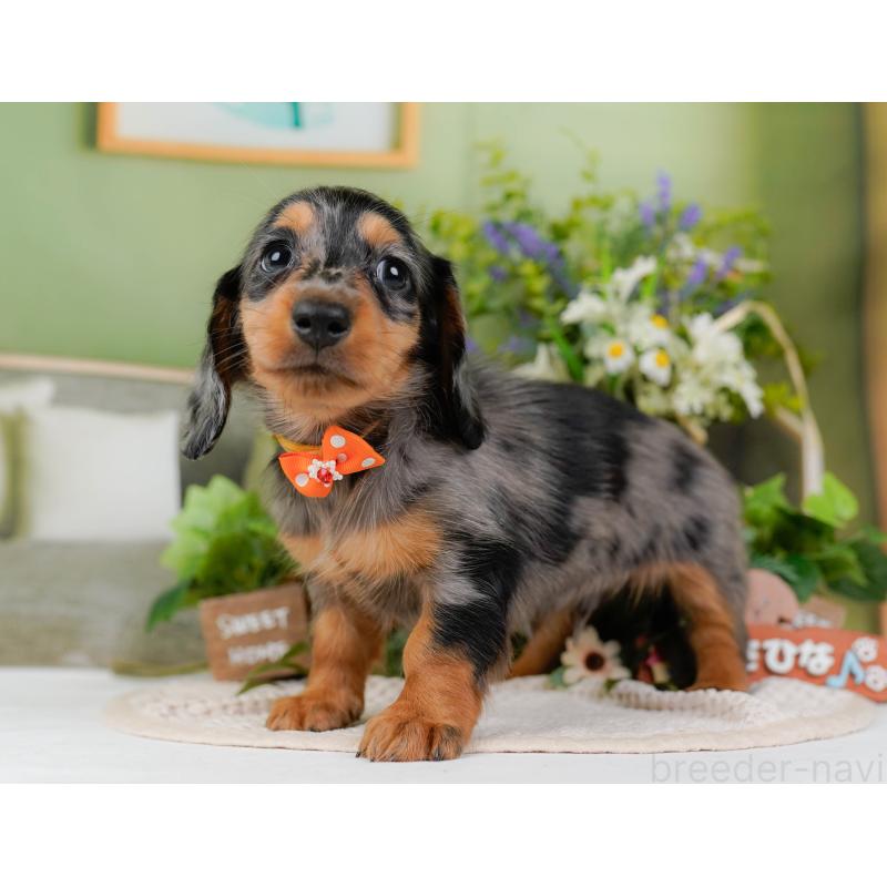 販売中の神奈川県のミニチュアダックスフンド(ロングヘアード)-424528の13枚目