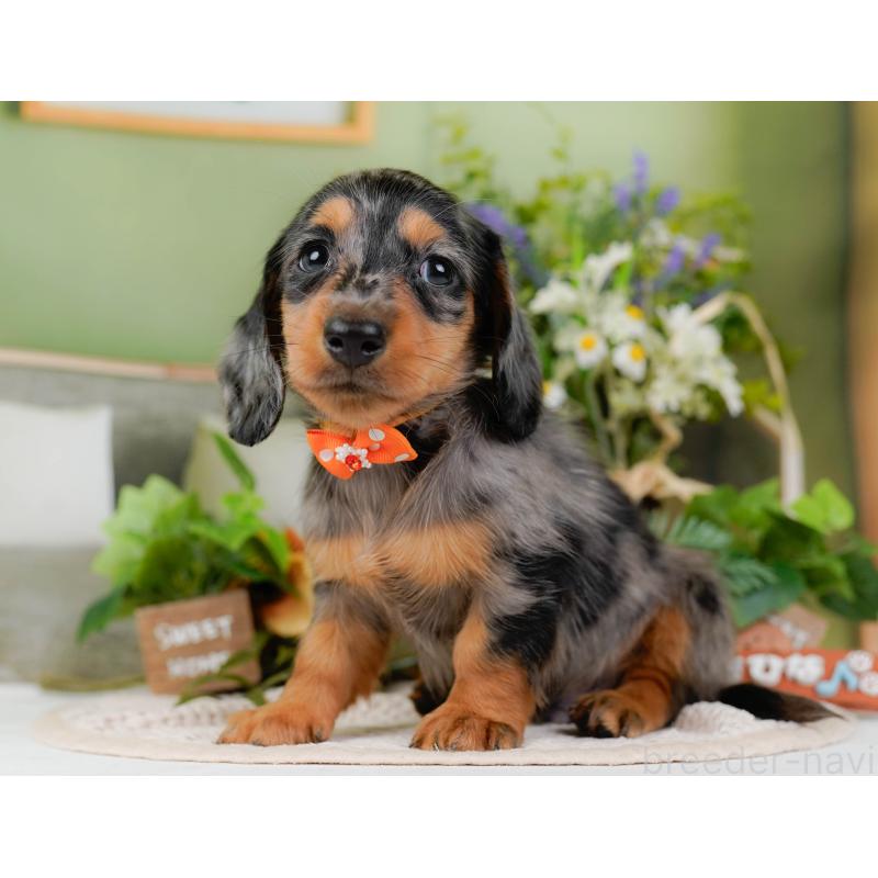 販売中の神奈川県のミニチュアダックスフンド(ロングヘアード)-424528の12枚目