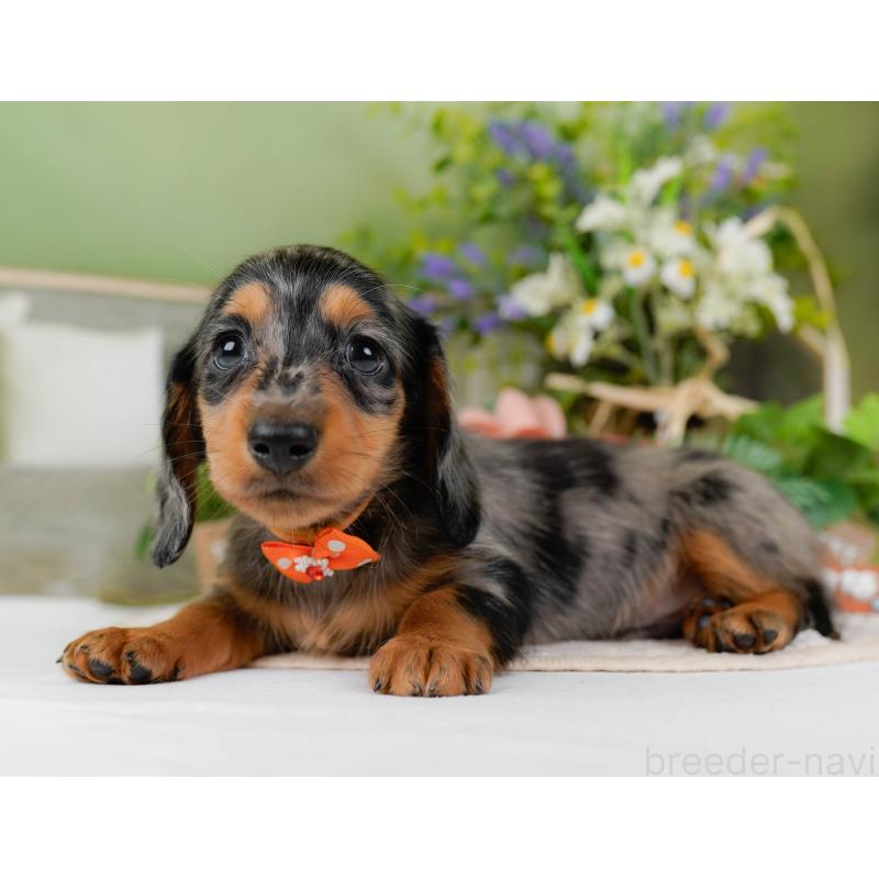 販売中の神奈川県のミニチュアダックスフンド(ロングヘアード)-424528の11枚目